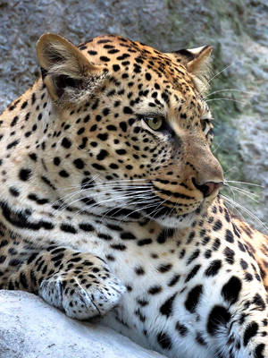 Leopard by SheltieWolf Leopard by SheltieWolf