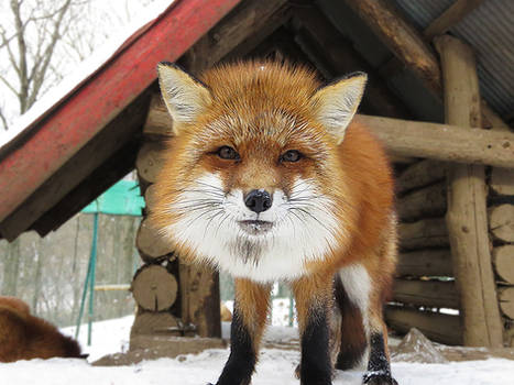 Winter Fox