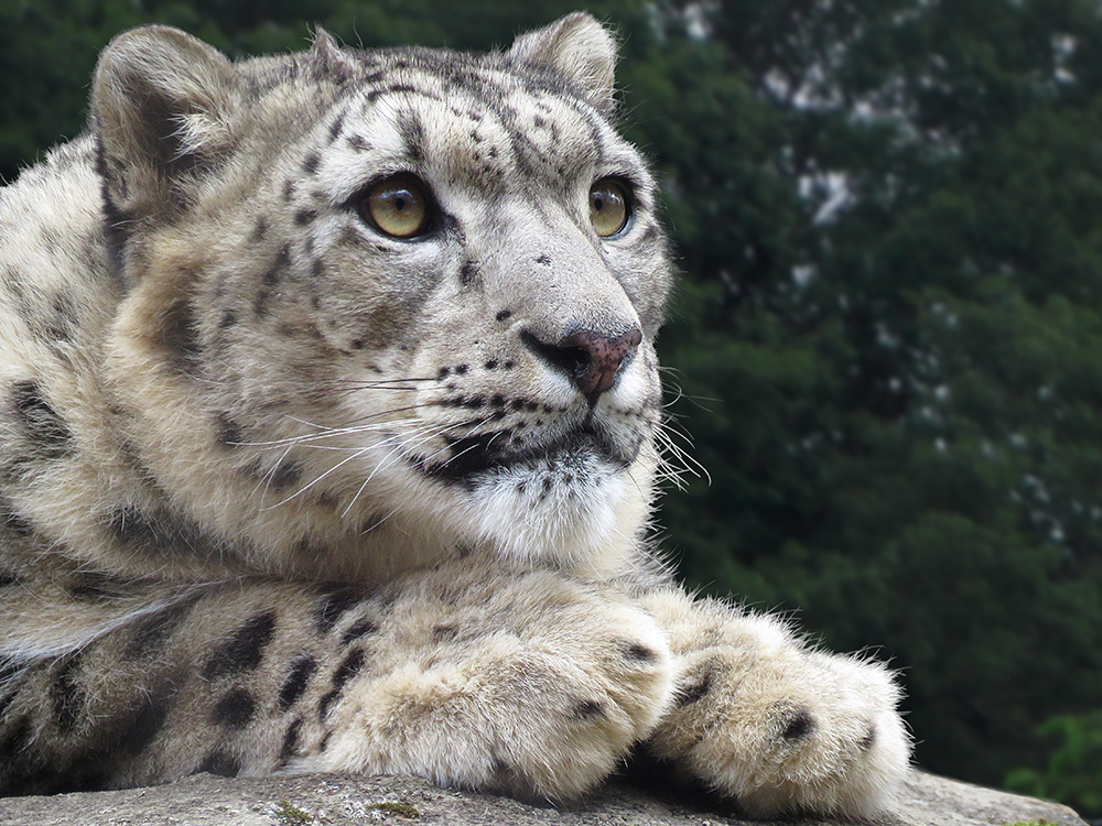 Snow Leopard