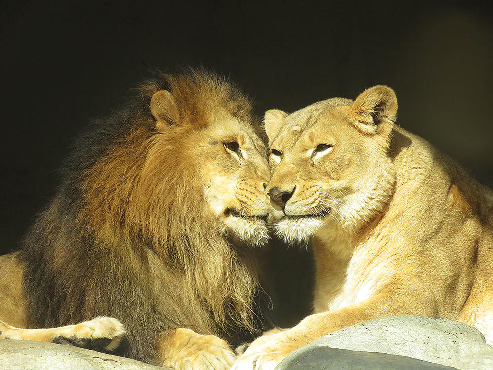 Любовный лев неделя. Лев и львица. Львы любовь. Влюбленные львы. Влюбленные животные картинки.