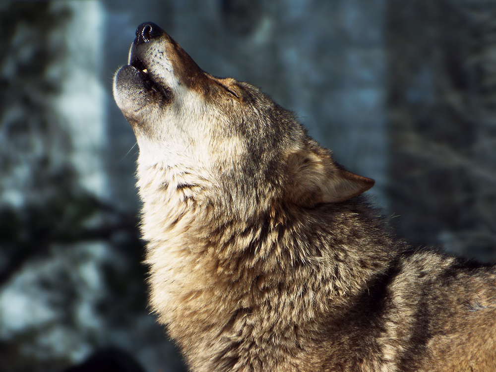 Howling Wolf by SheltieWolf on DeviantArt