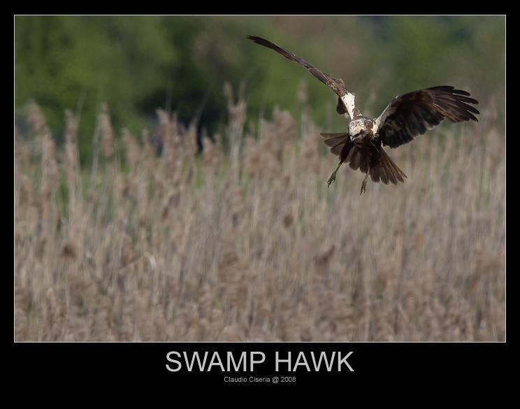 Swamp Hawk by ClaudeG on DeviantArt