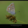 Polyommatus Icarus