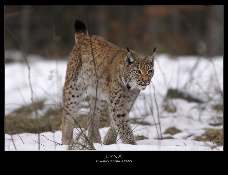 Lynx