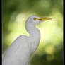 Cattle Egret