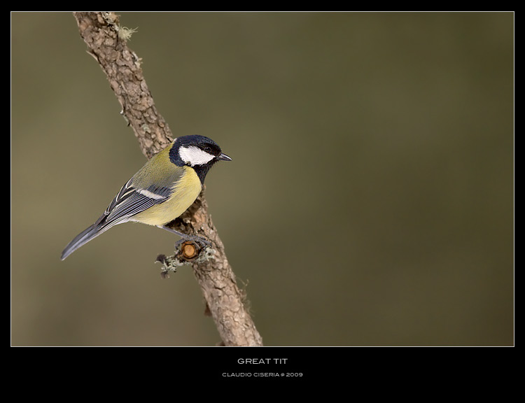 Great Tit