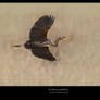 Purple Heron II