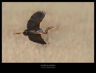 Purple Heron II