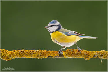 Blue Tit by ClaudeG