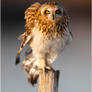 Short-eared Owl IV