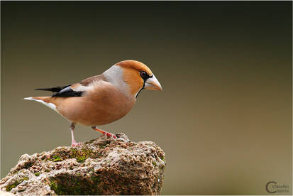 Hawfinch