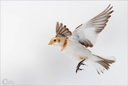 Snow Bunting