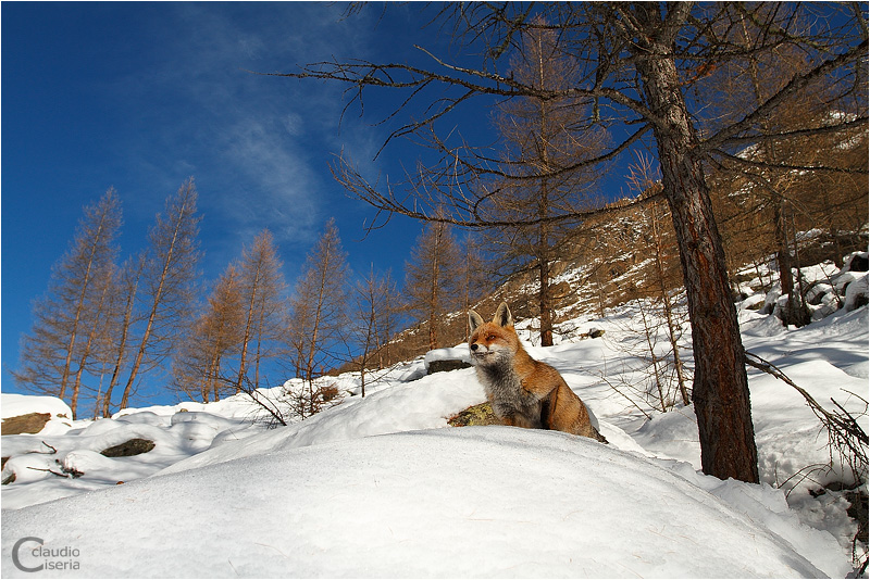 Red Fox