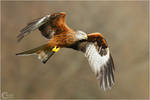 Red Kite by ClaudeG