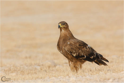 Steppe Eagle