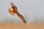 Marsh Harrier by ClaudeG