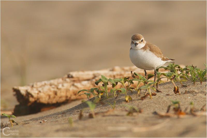 Kentish Plover