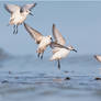 Sanderlings