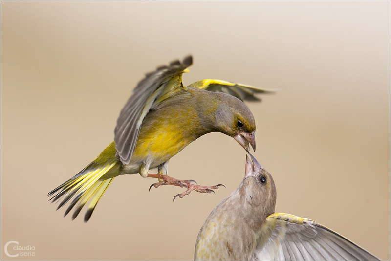 Greenfinch