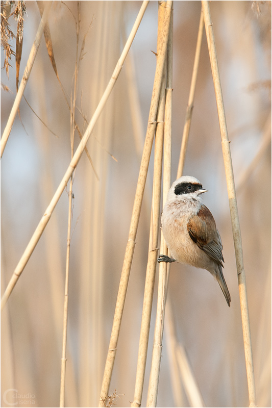 Penduline Tit