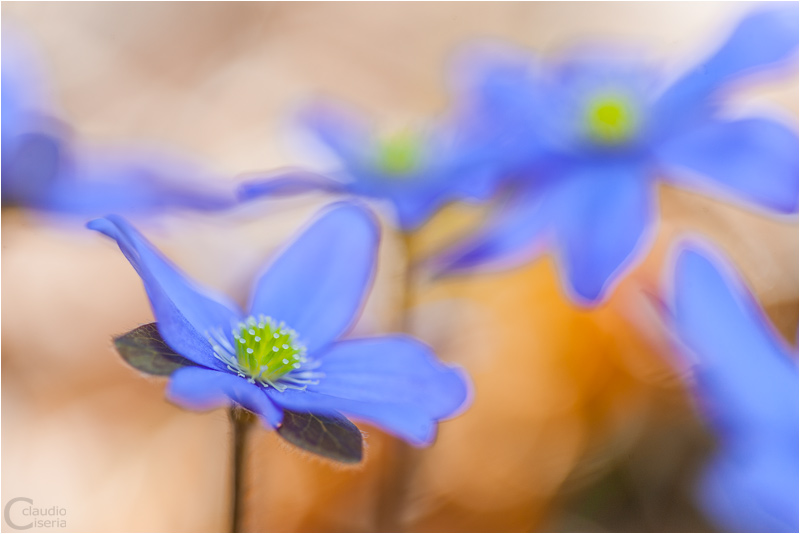 Hepatica Nobilis