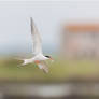 Common Tern and old house.