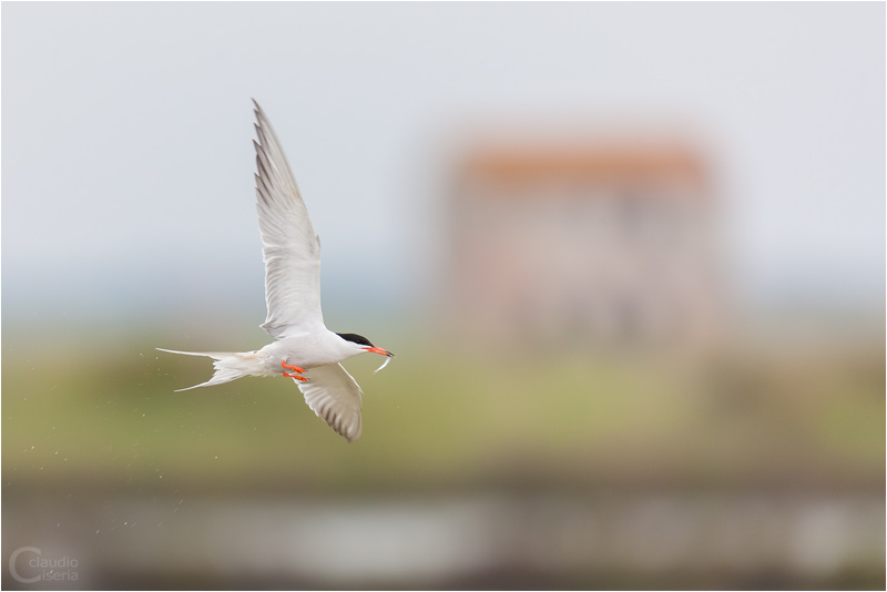 Common Tern and old house.