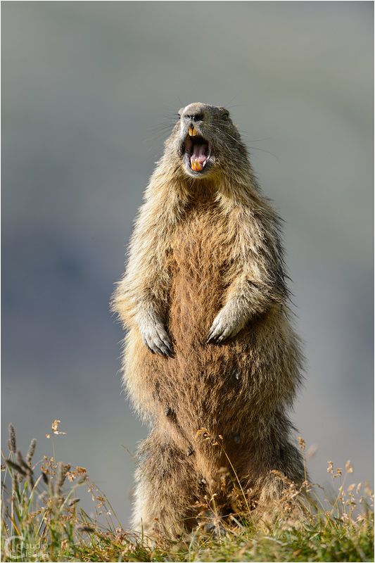 Alpine Marmot