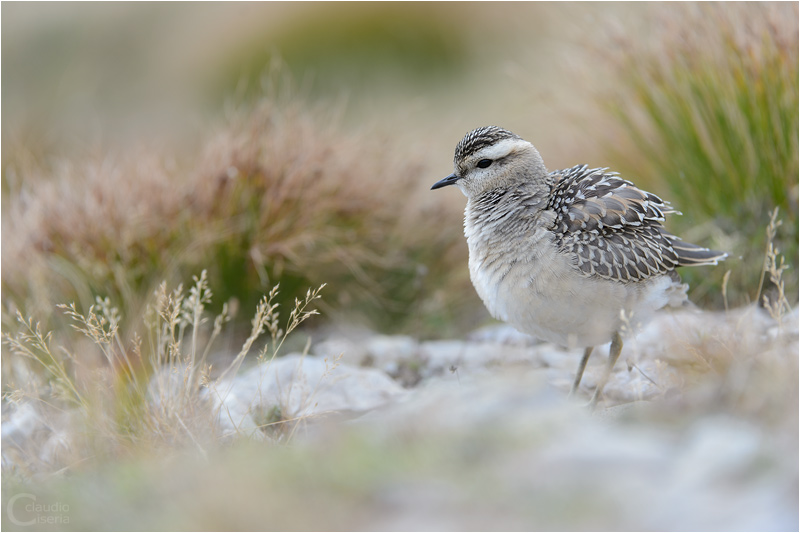 Eurasian Dotterel by ClaudeG Eurasian Dotterel by ClaudeG