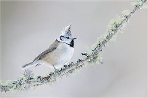 European Crested Tit