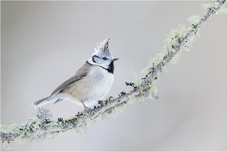 European Crested Tit by ClaudeG