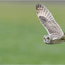 Short-Eared Owl Flight