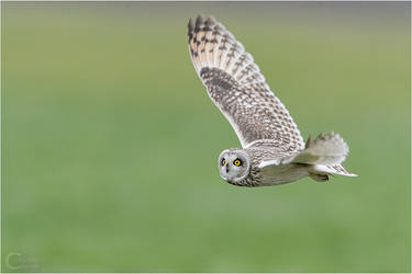 Short-Eared Owl Flight by ClaudeG