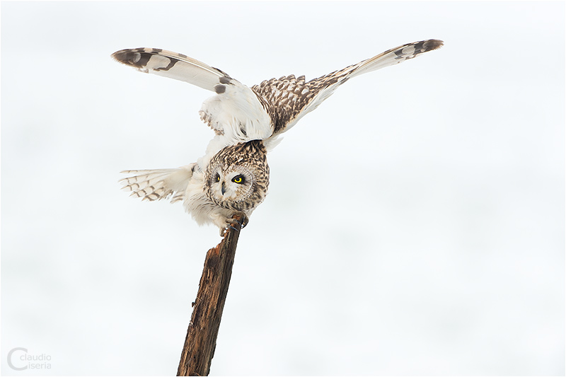 Short-eared Owl Relaxing