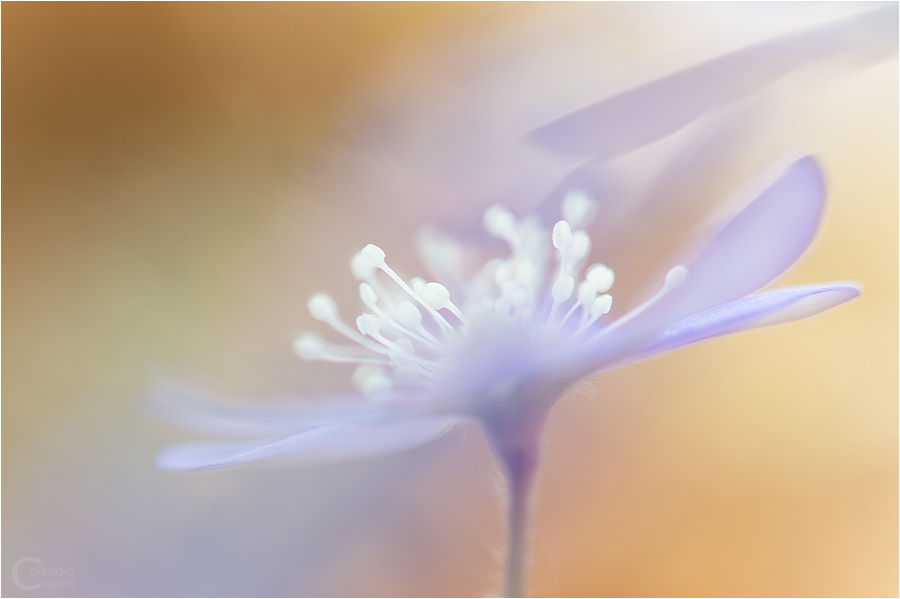 Hepatica Nobilis...