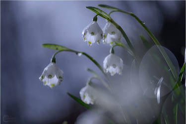 Spring Snowflake