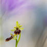 Ophrys Sphegodes