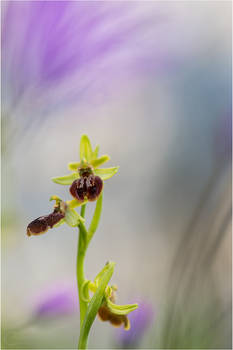 Ophrys Sphegodes