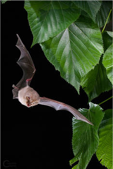 Lesser Horseshoe Bat