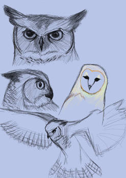 owl sketches