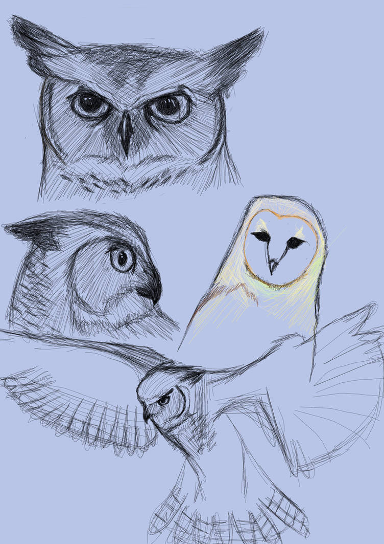 owl sketches