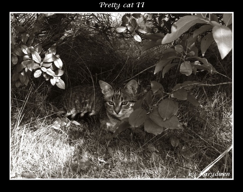 Pretty cat II