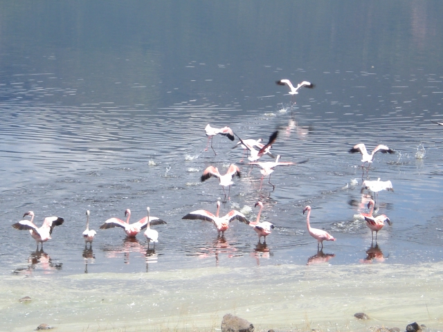 flying flamingos