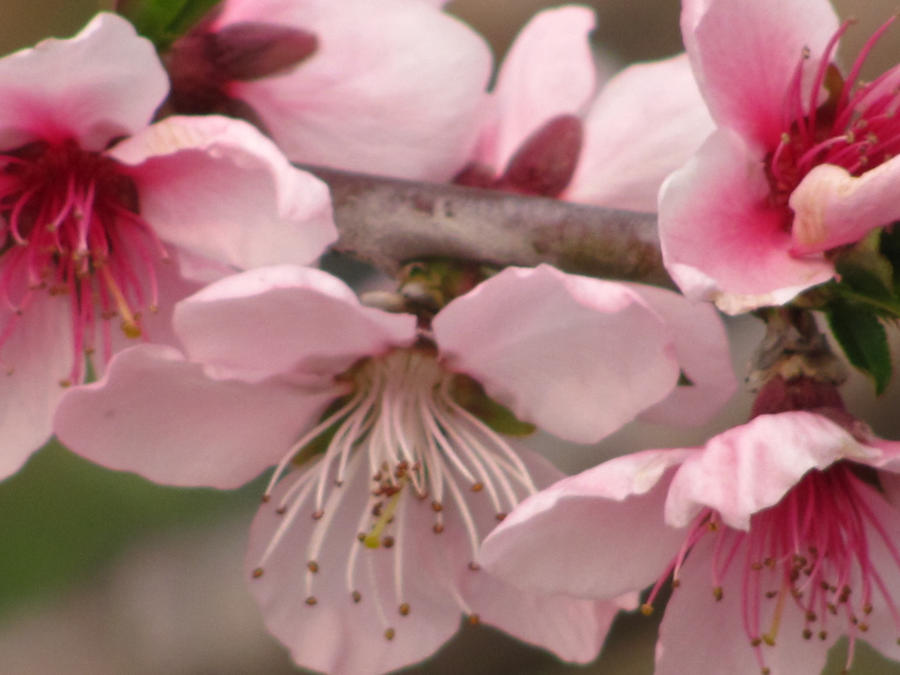 pink flowers