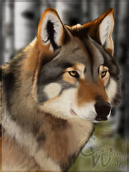 Timber Wolf Painting