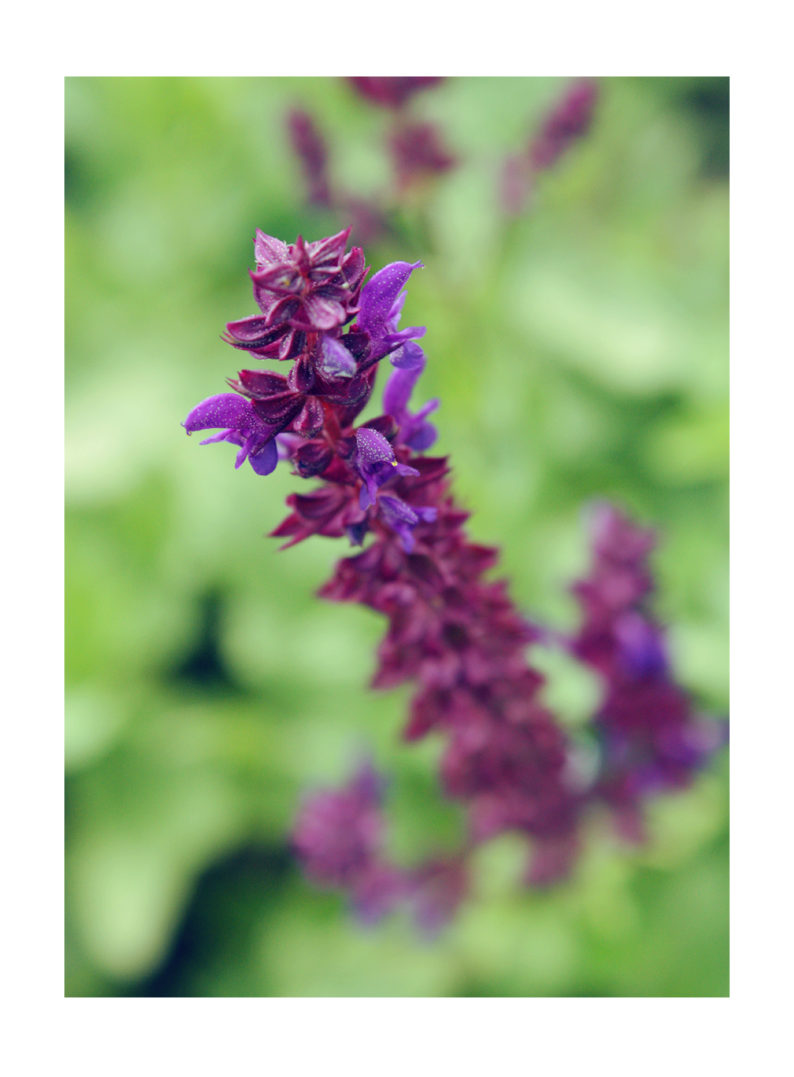 Pure Purple by wrappedinyou on DeviantArt