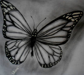 butterfly