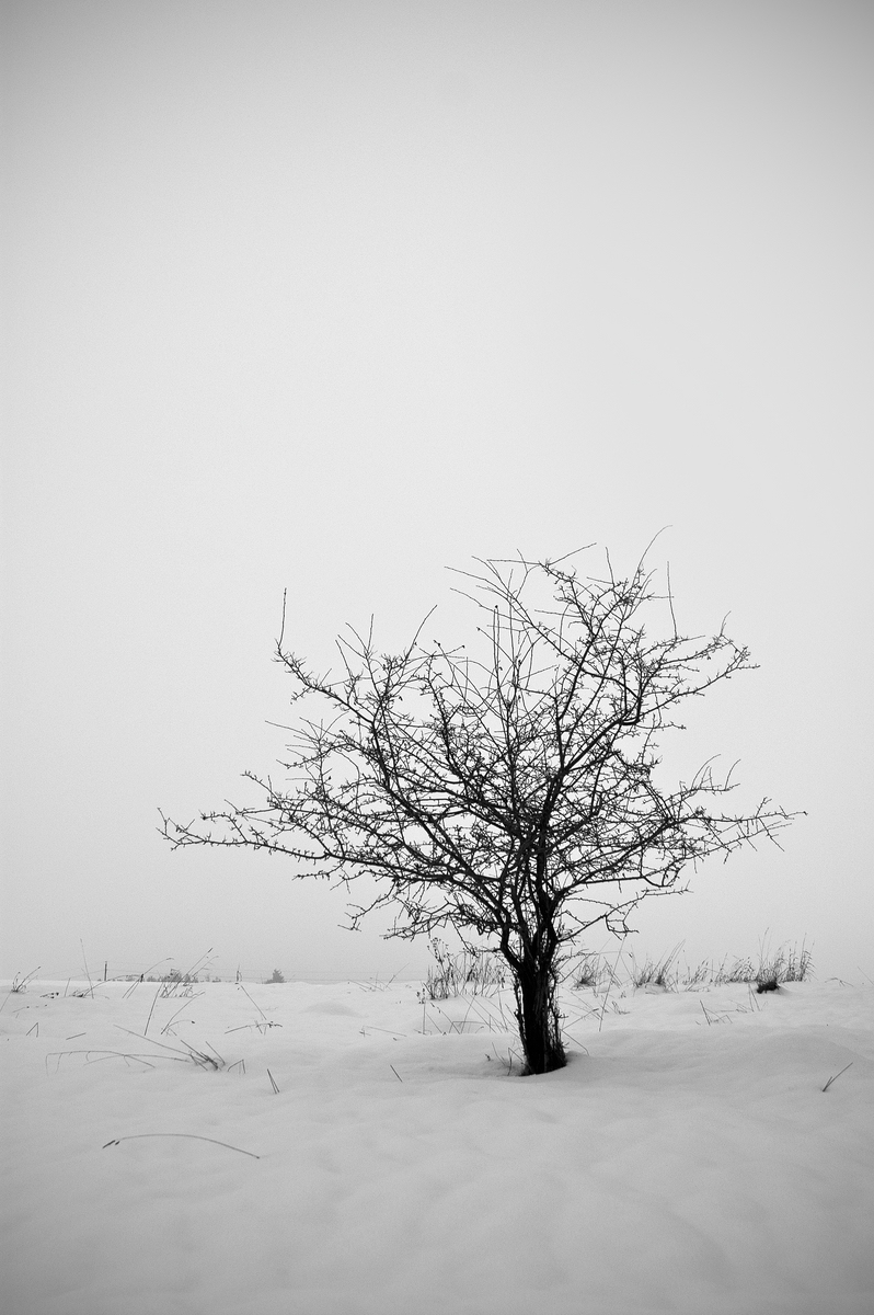 wintry tree