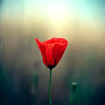 single poppy 2nd version by donnosch