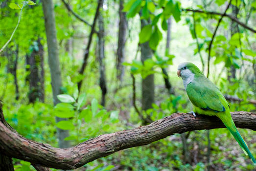 A Plethora of Green 2